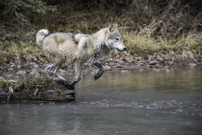 CK, the Tundra Wolf Launches