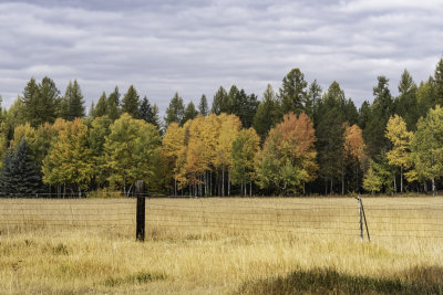 2018 Fall Color in Montana