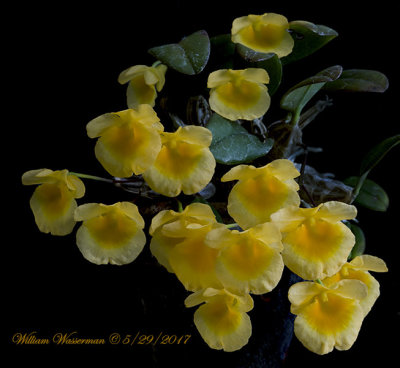 Dendrobium  jenkisii