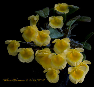 Dendrobium jenkisii