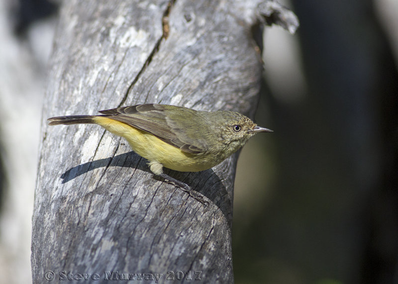 Buff-rumped Thornbill (Acanthiza reguloides nesa)