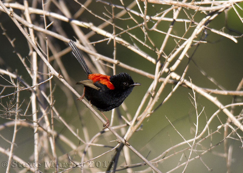 Red-backed Fairywren (Maluris melanocephalus)