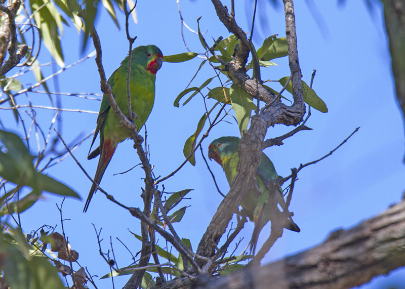 Swift Parrot (Lathamus discolor)