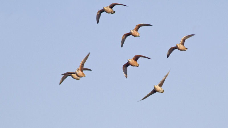 Burchells Sandgrouse (Pterocles burchelli)