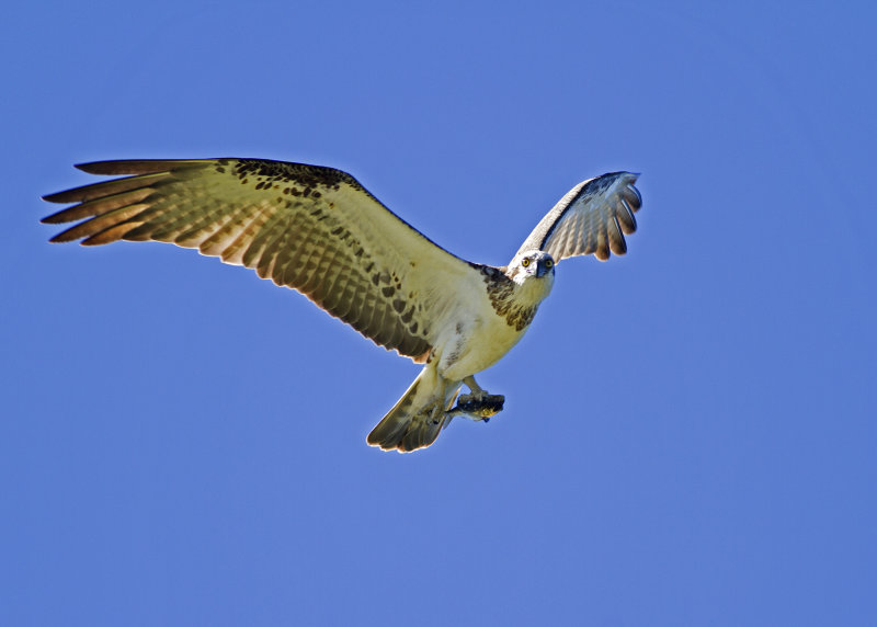 Osprey (Pandion haliaetus cristatus)