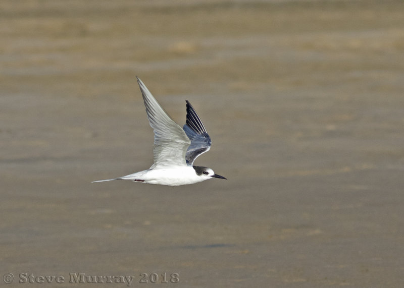 Common Tern (Sterna hirundo)