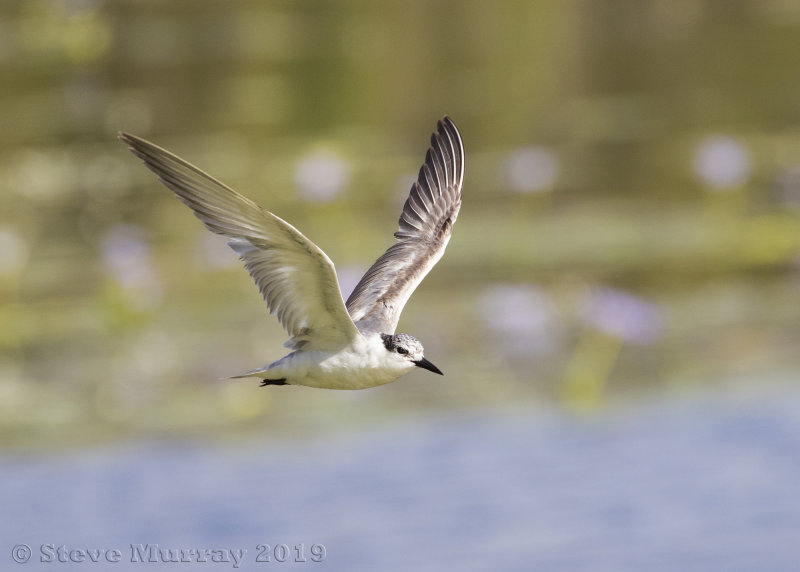 Whiskered Tern (Chlidonias hybridus)