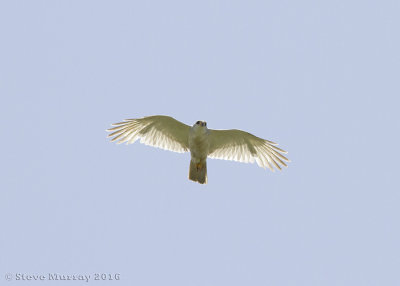 Grey Goshawk (Accipiter novaehollandiae)