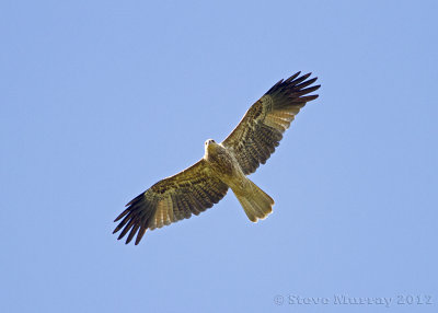 Whistling Kite (Haliastur sphenuris)