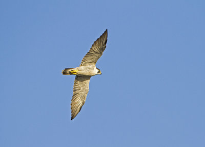 Peregrine Falcon (Falco peregrinus calidus)