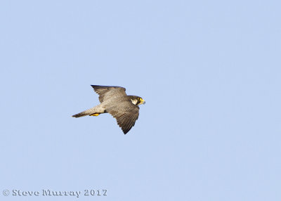 Peregrine Falcon (Falco peregrinus calidus)