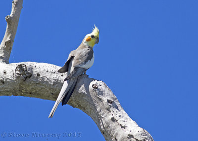 Cockatiel (Nymphicus hollandicus)