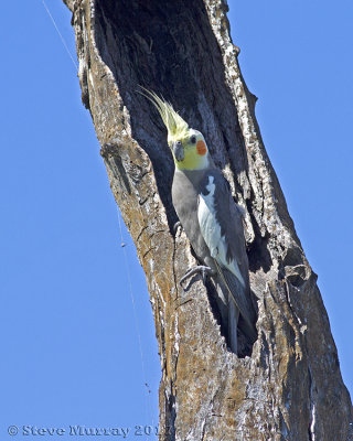 Cockatiel (Nymphicus hollandicus)