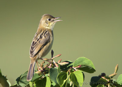 Golden-headed Cisticola (Cisticola exilis)