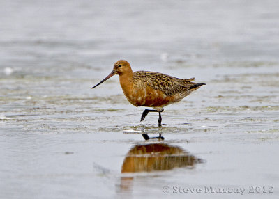 Bar-tailed Godwit (Limosa lapponica baueri)