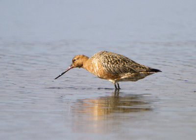 Bar-tailed Godwit (Limosa lapponica baueri)