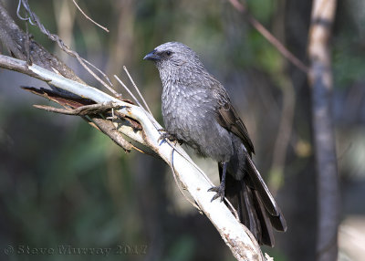 Apostlebird (Struthidea cinerea)