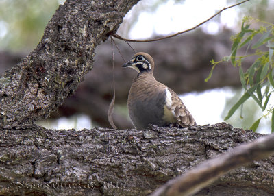 Squatter Pigeon (Geophaps scripta scripta)