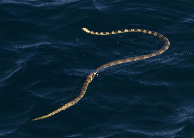 Elegant Sea Snake (Hydrophus elegans)