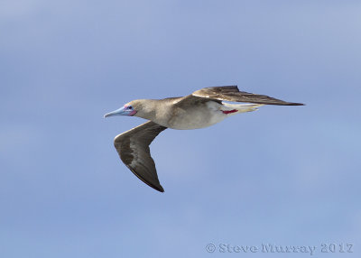 Red-footed Booby (Sula sula)