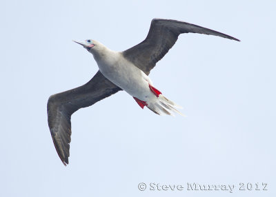 Red-footed Booby (Sula sula)