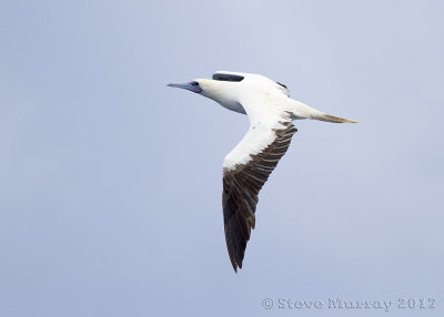 Red-footed Booby (Sula sula)