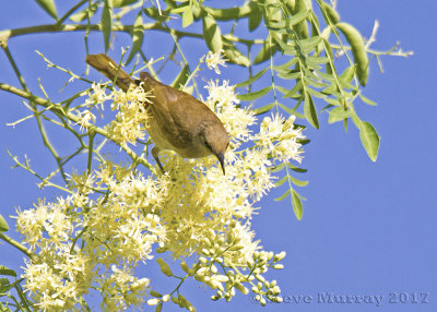 Brown Honeyeater (Lichmera indistincta indistincta)