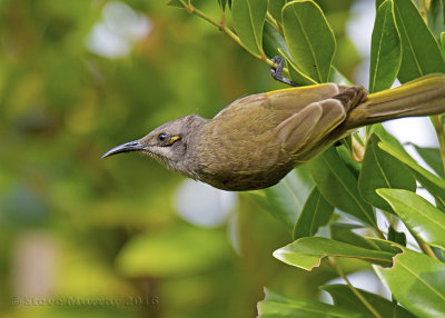 Brown Honeyeater (Lichmera indistincta ocularis)