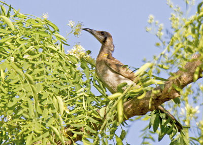 Little Friarbird (Philemon citreogularis sordidus)