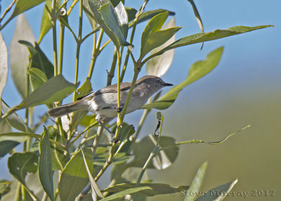 Dusky Gerygone