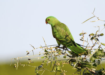 Red-winged Parrot (Aprosmictus erythropterus)