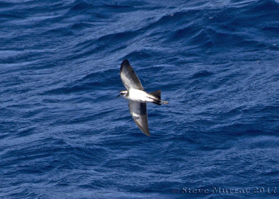 White-faced Storm-Petrel (Pelagodroma marina)