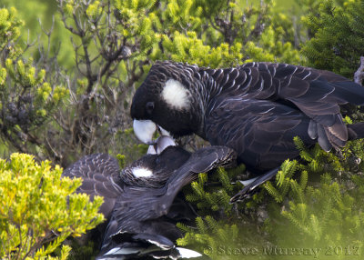 Carnaby's Black Cockatoo (Zanda latirostris)