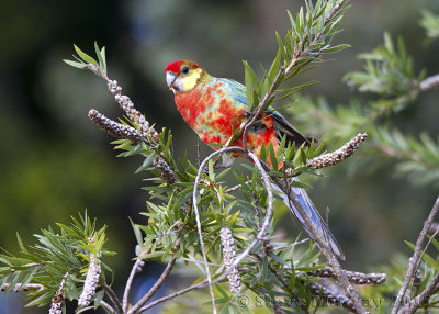 Western Rosella (Platycercus icterotis)