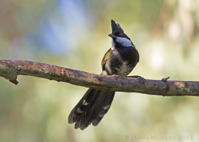 Eastern Whipbird