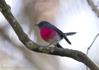 Rose Robin (Petroica rosea)