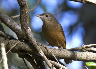 Rufous Shrikethrush (Colluricincla rufogaster)