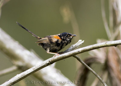Red-backed Fairywren (Maluris melanocephalus)