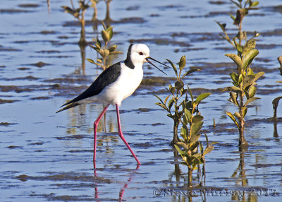 Pied Stilt (Himantopus leucocephalus)