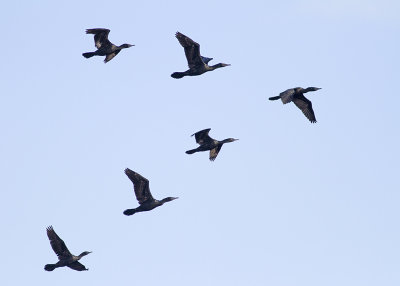 Little Black Cormorant (Phalacrocorax sulcirostris)