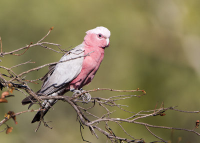 Galah (Eolophus roseicapilla albiceps)