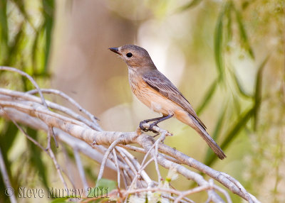 Rufous Whistler (Pachycephala rufiventris falcata)