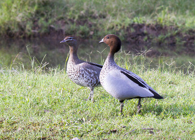 Maned Duck