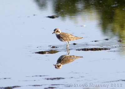 Siberian Sand Plover (Charadrius mongolus)