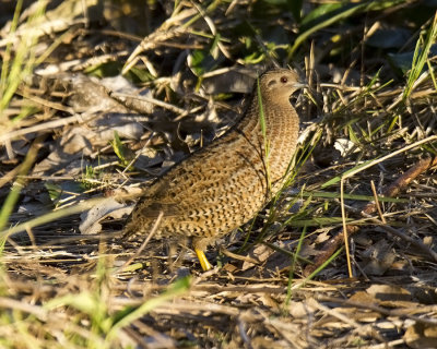 Brown Quail (Coturnix ypsilophora australis)