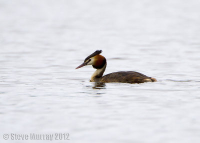 Great Crested Grebe (Podiceps cristatus australis)