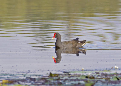 Dusky Moorhen (Gallinula tenebrosa)