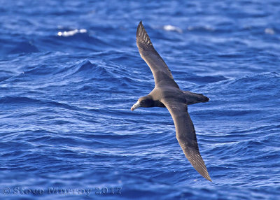 Northern Giant Petrel (Macronectes halli)