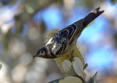 Regent Honeyeater (Anthochaera phrygia)