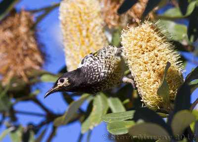 Regent Honeyeater (Anthochaera phrygia)